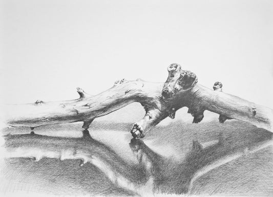 souvenir pencil drawing on paper