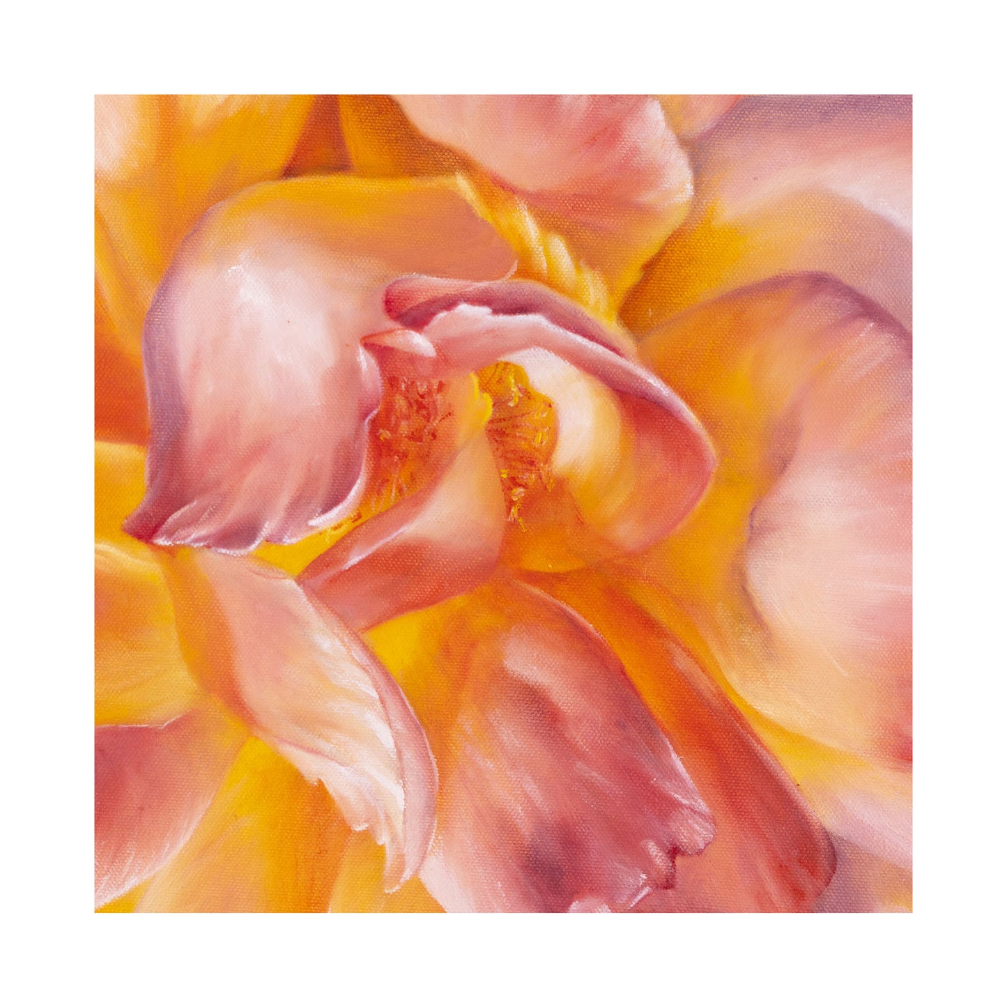 Peach Garden Rose, Detail - Limited Edition Botanical Print on Fine Art Paper