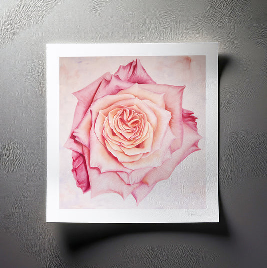 Pink Heirloom Rose - Botanical Print on Fine Art Paper