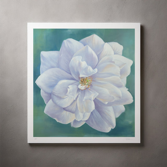 White Garden Rose - Artist Proof Botanical Print on Fine Art Paper